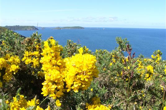 Fleurs en bretagne